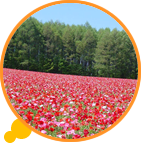 新しい北海道の旅