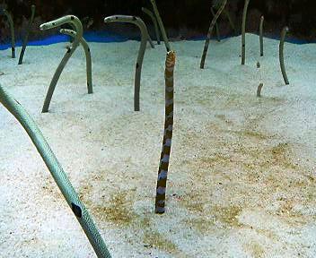 美ら海水族館（１）