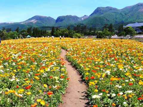 満開ポピーと九重連山