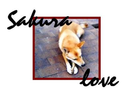 愛犬さくら♪　美味しい骨（？）に夢中の図ｗ