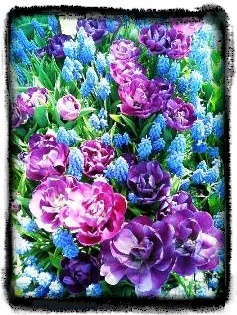 チューリップ３