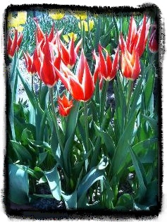 チューリップ１