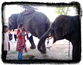 ゾウさんにもビビる私って・・・il