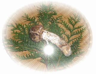 あいつが我が家にやってきた♪