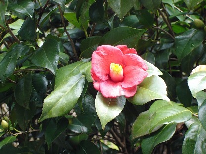 『椿祭り』開催中ｖ(⌒ｏ⌒)ｖ