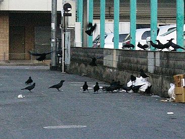 ゴミ！ゴミ！パニックΣ(ﾟдﾟ;)