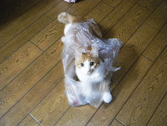 そして～・・・着る！！！