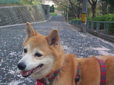 こんにちは、Umeです。