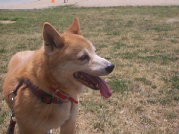 暑いのは苦手のUme