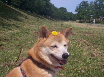 Umeとピクニック