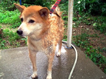 お庭でシャンプー