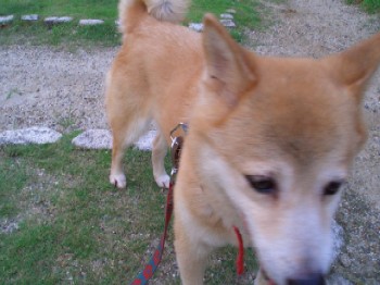 雨上がりの日曜日