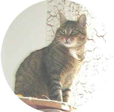 動物だって国際交流 ーネコ編ー