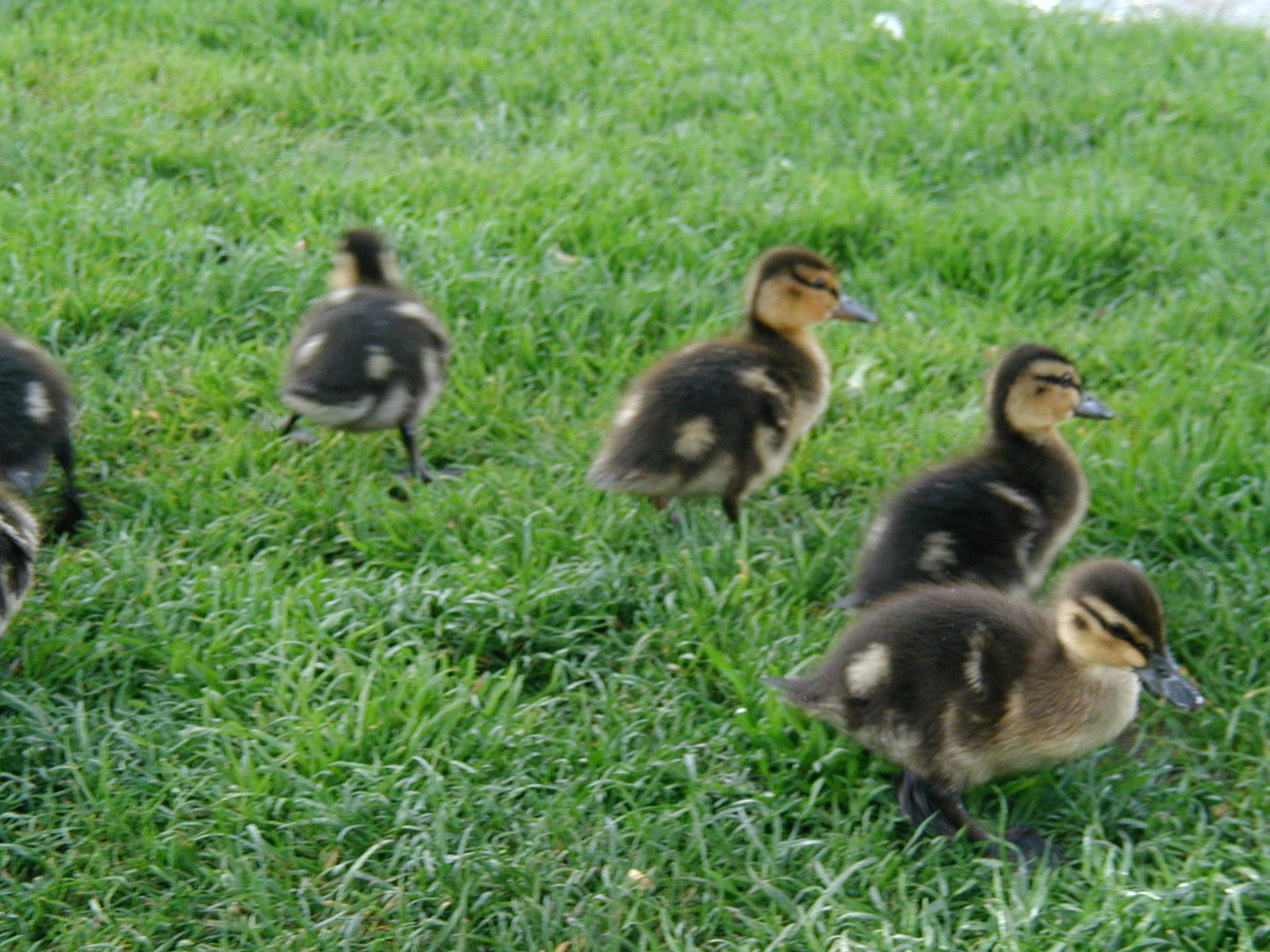 VIPエスコート記録5日目：いざ、コッツウォルズへ。