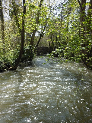 犬天国！ナショナルトラスト　