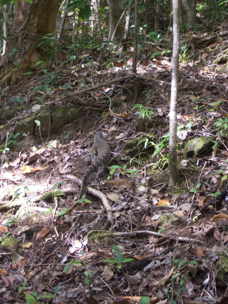 ケープトレビュレーションへ　～ナイトライフ～