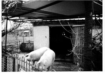 Vol.3 フィレンツェの子ブタ