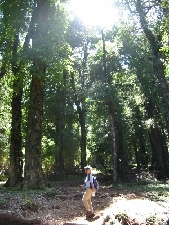 トレッキングでは木々の香りを満喫できる