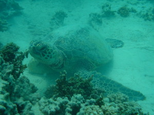 「アクティビティ」で楽しむハワイ