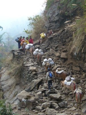 ５日目　トレッキング最終日　タトパニ～ポカラ
