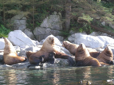 野生動物との遭遇 in Canada