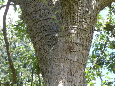 ワイナリーを訪ねる　カナダ・ソルトスプリング島