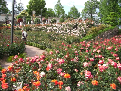 バラ公園♪