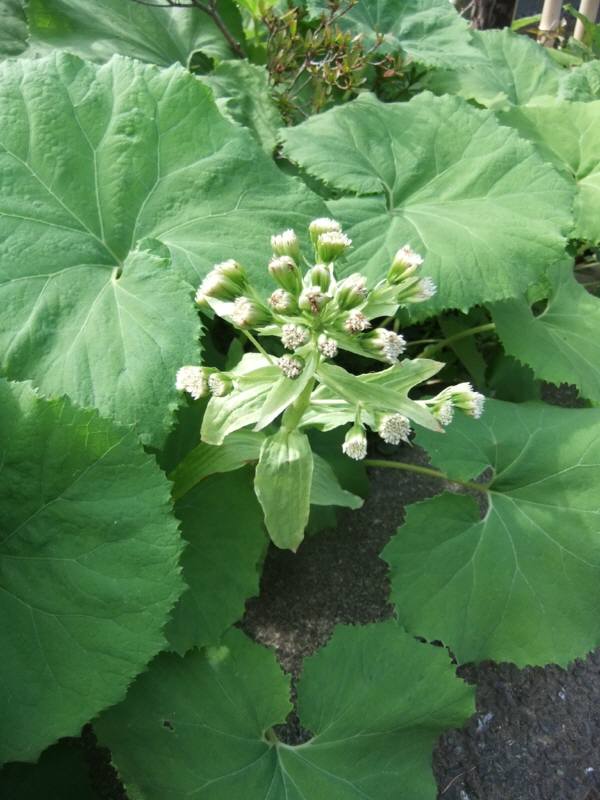 山菜じゃなくて町菜食べた ^-^