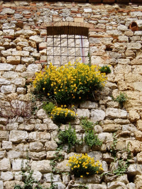 花の贈り物☆トスカーナへ！