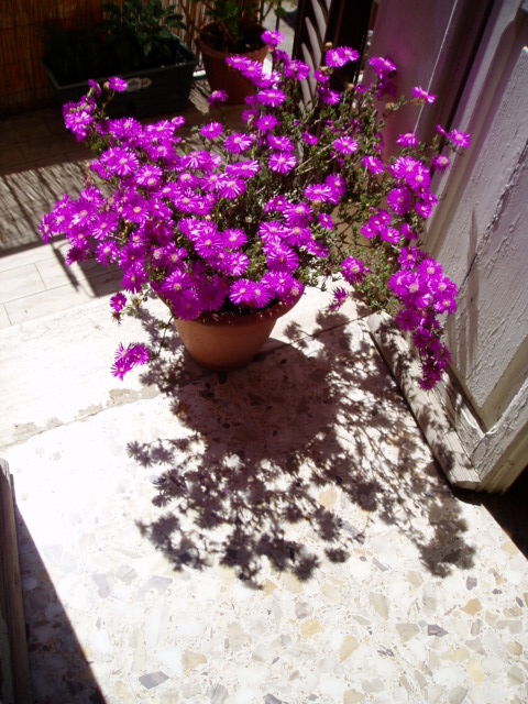 南イタリアの誘惑☆アドリア海とトゥルッリのプーリア地方