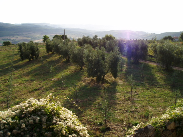 憧れのイタリアへ！初めてのトスカーナ☆料理・人・文化 etc
