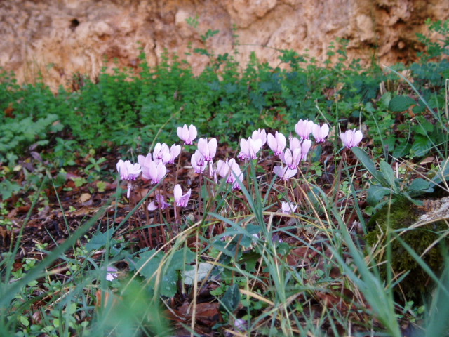 続編☆憧れのイタリアへ！初めてのトスカーナ