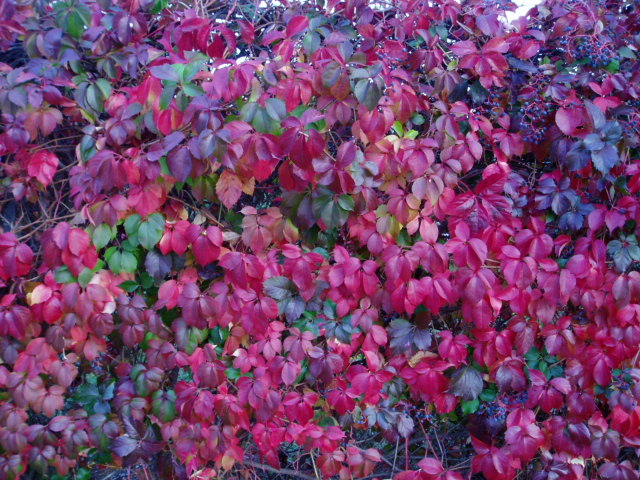 すれ違いの美学☆秋風のごとく