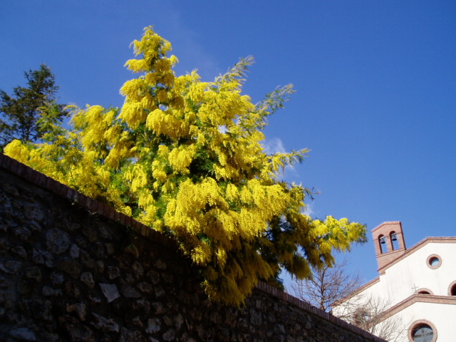 ３月８日は女性の日☆トスカーナではミモザが満開