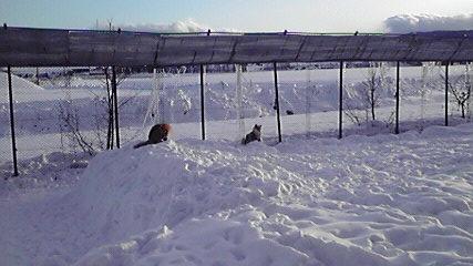 Hm10  冬こそ北海道！道東の見どころ ◇ 北きつね牧場