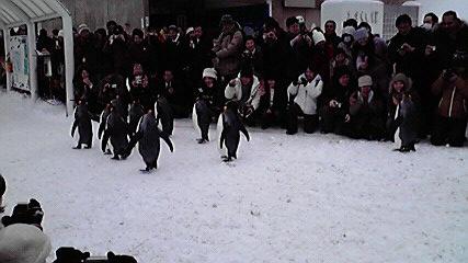 Hm11  冬こそ北海道！道北の見どころ ◇ 旭山動物園２