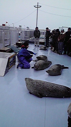 Hm19  早春の北海道！道東の見どころ ◇ 紋別ゴマちゃんランド