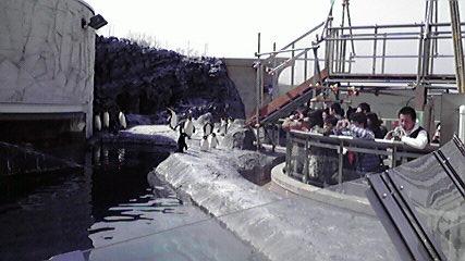 Hm27  早春の北海道！道北の見どころ ◇ 旭山動物園FINAL