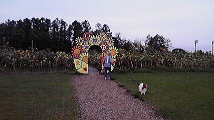 Hm66  真夏の北海道！道央の見どころ ◇ 北竜ひまわりの里