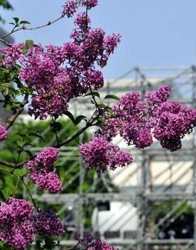 Hm77 初夏の北海道! ◇ 第20回YOSAKOIソーラン祭り開幕!