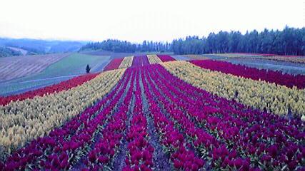 Hm86  初秋の北海道！道央の見どころ ◇ 美瑛の丘は秋景色