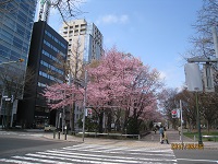 Bu47  早春の桜花咲く大通公園