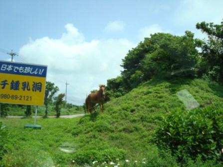 スローライフ～あまり聞かない(？)石垣島超穴場スポット・サビチ洞