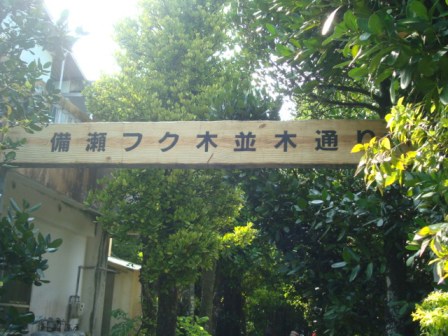 スローライフ～癒しスポット(？)備瀬のフク木並木！！