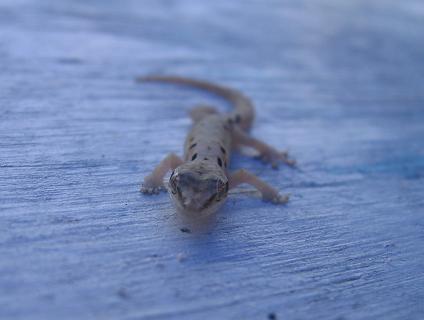 テニアン　ＰＡＲＴ１１　