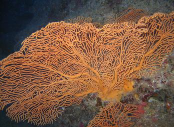 サイパンでダイビング　ＰＡＲＴ４　