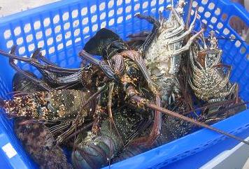 BBQ（IN　テニアン）　