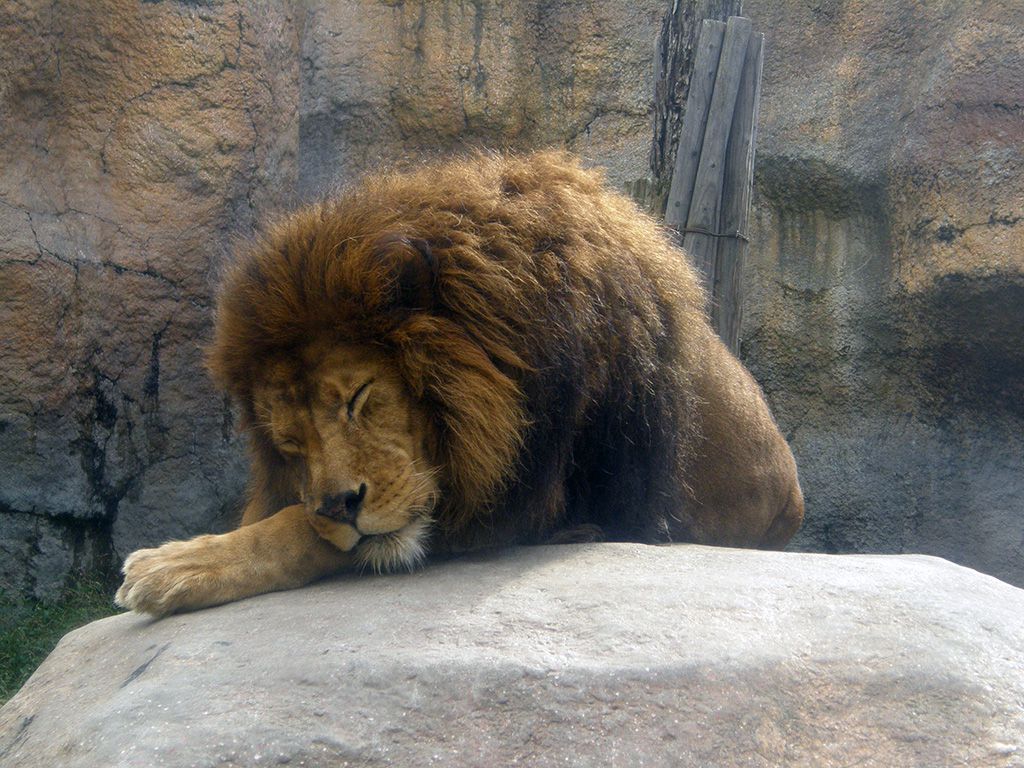 たてがみがりっぱなライオンです。動物園といえばやっぱりライオン？