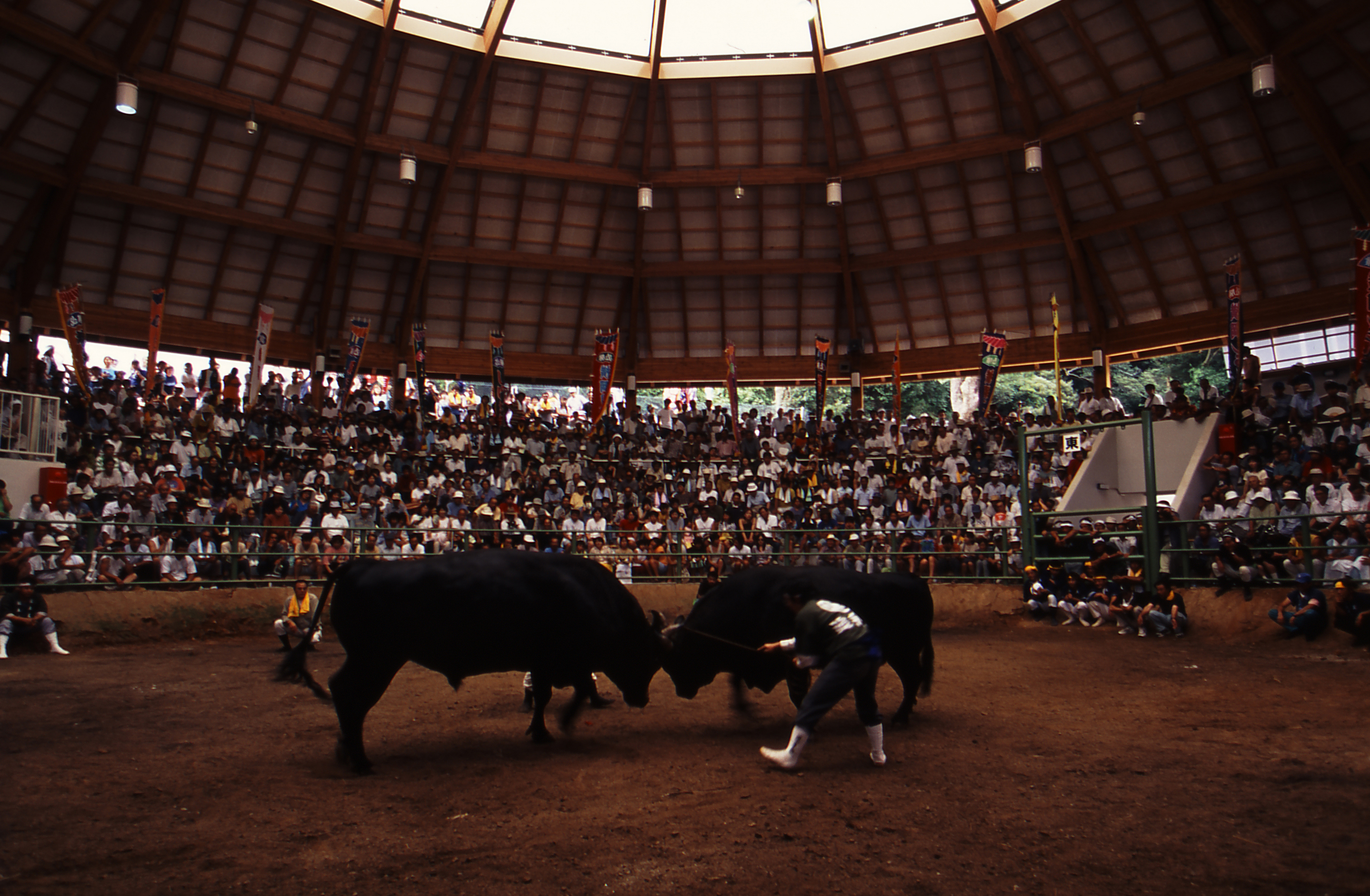 伝統行事の牛突き ©公益社団法人 島根県観光連盟
