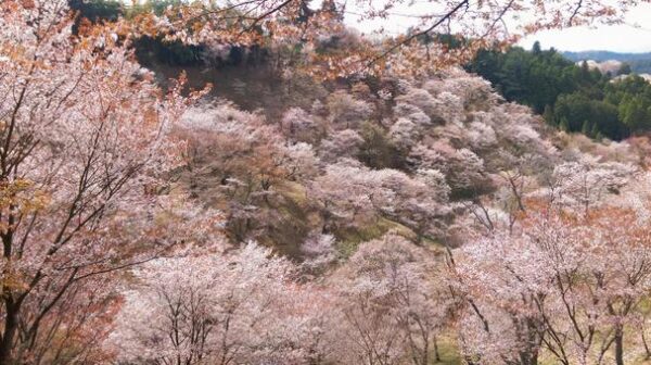 吉野山の桜　開花予想と見どころ　2024年版0